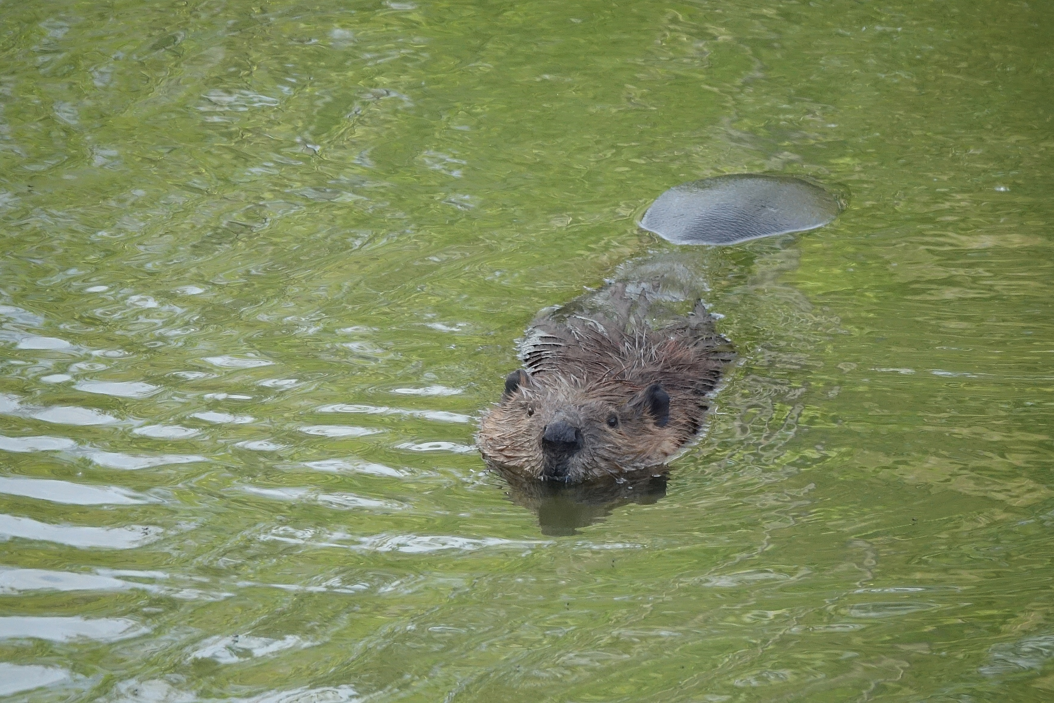 Castor nageant près de son barrage